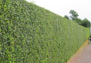 hedge-cutting-maintenance-brixton